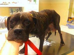 mama dog at HAH fed orphaned pups