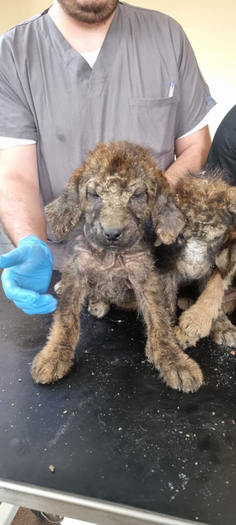 mange puppies arrive at Center of Hope