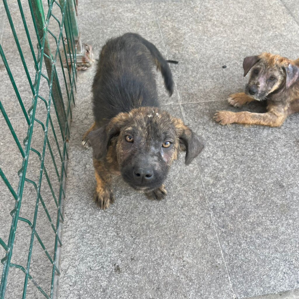mange puppies undergoing treatment