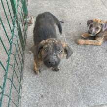 mange puppies undergoing treatment