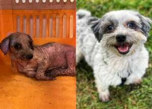 Happy Ever After in Holland