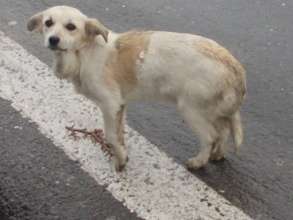 Maple as she was found on the street