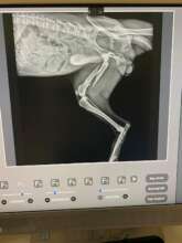 Morgan's x ray