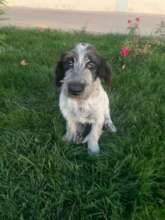 Moustache has two broken legs