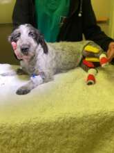 Moustache after surgery