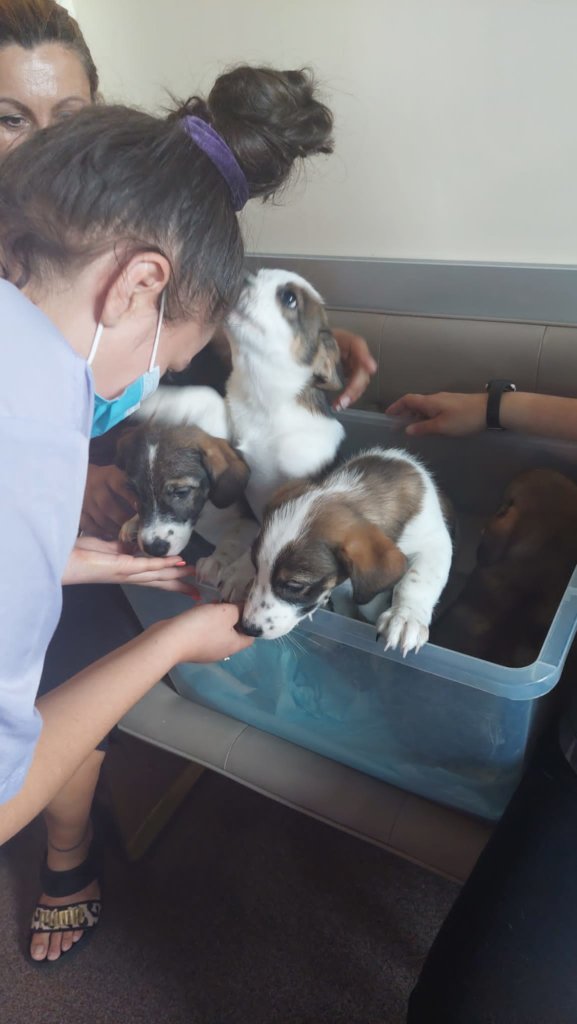 Puppies arrive for vaccines