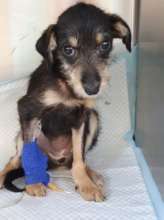 a sweet young one we are treating