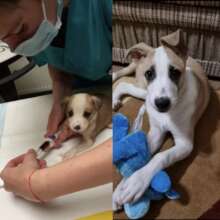 Parvo puppy gets a new lease on life!