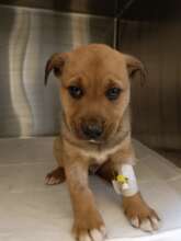 One of the hundreds of Parvo patients