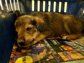 in intensive care.  we need more infusion pumps