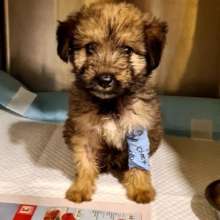 parvo puppy Danny receives life-saving treatment