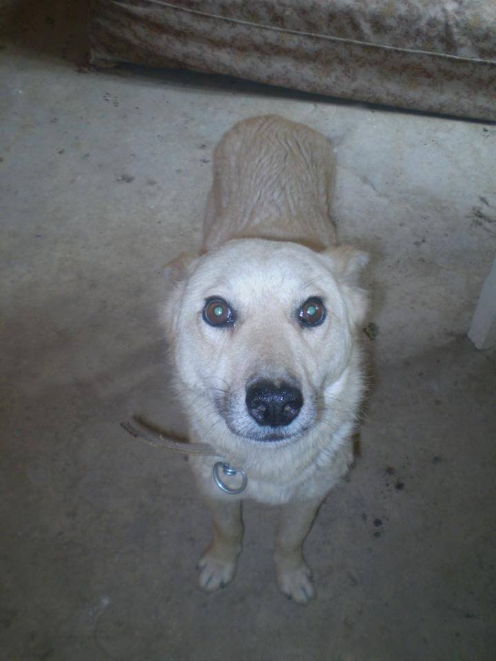 This is Mousie, received Sticker Tumor treatment