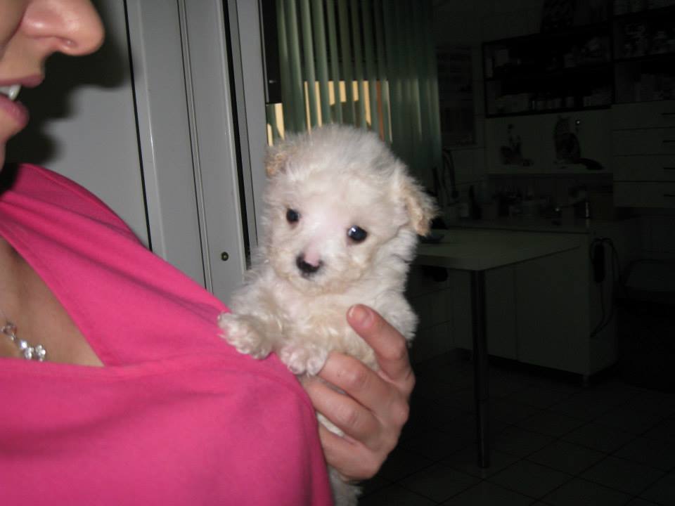 Homeless Animals Hospital