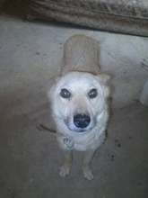 This is Mousie, received Sticker Tumor treatment