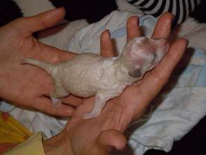 Meet Snowflake.....blind puppy found