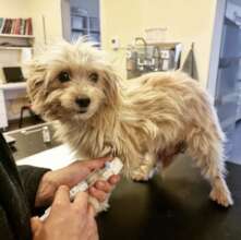 Pregnant girl needed immediate surgery