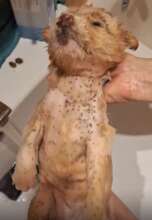 Teddy Bear infested with fleas