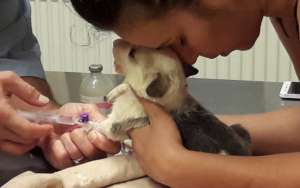 local rescuer brings in puppy with parvo