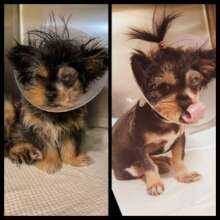 Puppy treated for eye injury and adopted