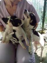 Ranna and puppies in Tecuci foster care