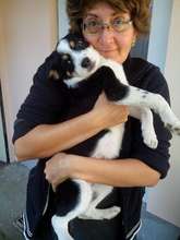 Ranna puppy in Moreni