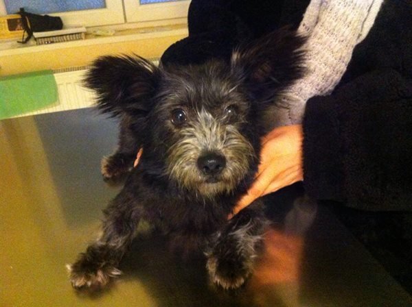 stray pup brought in for vaccines, treatment, spay