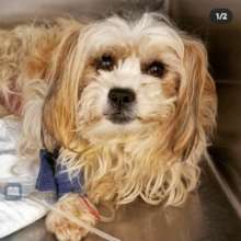 Silky arrives at Center of Hope Hospital