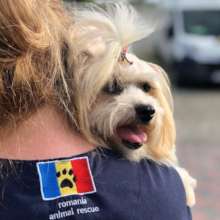 Silky treated and healed and for adoption