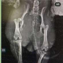 Silky xray shows pelvic fracture
