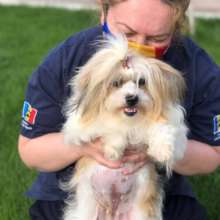 Silky ready to go to her new home