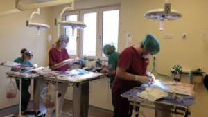 Spay Neuter surgeries