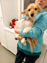 Tango received surgery