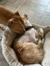 And he has a new Best Friend