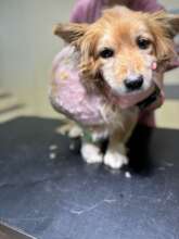 Tango arrives at Center of Hope