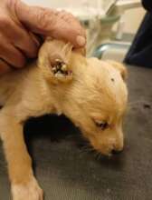 infestation of ticks