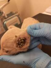 Tick infestation in puppy ear