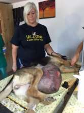 tumor dog receives help