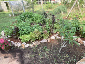 Basil, lettuce, sage, oregano, thyme and more!