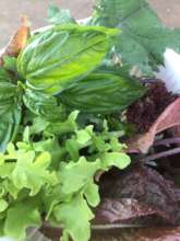 Some of our organic veggies we grow at the cafe