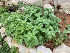 Several basil varieties ready for pesto treats!