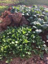 Spinach and rocket leaf lettuce