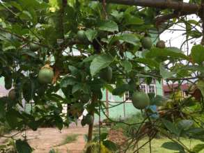 Fresh passion fruit for ice cream and juicing!!!
