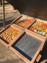 Our new solar food dryer in action!