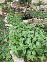 Herb Spiral loaded with herbs and veggies