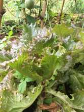 Growing red & green leaf organic lettuce for cafe