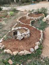 Finished herb spiral with seedlings coming up