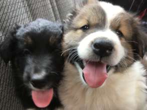 Sweet Pea and Baloo sharing the love!