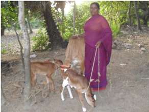 Mrs.Manibala with her cows