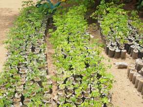 Murungai Keerai (Drumstick Tree) Seedlings