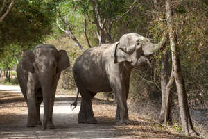 Build Lasting Connection with Wildlife